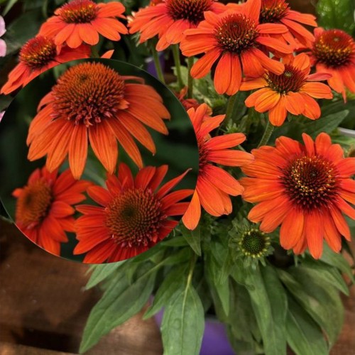 Echinacea 'SUNMAGIC Electric Orange' - Siilkübar 'SUNMAGIC Electric Orange' P9/0,55L